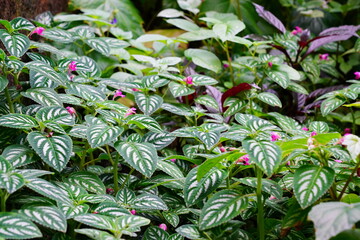 Obraz premium インパチェンス・マリアナエ Impatiens marianae 京都府立植物園
