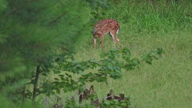 Whitetail deer spotted faun grazing in glade at the edge of the woods, until something scared it and it ran