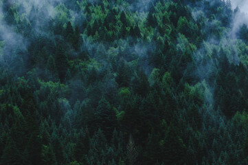 Beautiful high altitude foggy forest mountain landscape