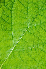 Indigo woodland sage leaf detail