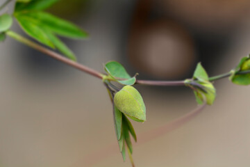 Passion Vine Gocce di Cielo flower bud