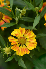 Sneezeweed HayDay Red Bicolor flowers