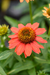 Red coneflower