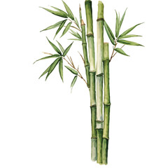 Clumping Bamboo Watercolor illustration. Hand drawn underwater element design. Artistic vector marine design element. Illustration for greeting cards, printing and other design projects.
