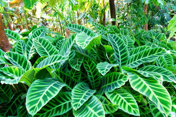 カラテア　calathea　京都府立植物園