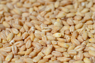 Detail of a surface covered with uncooked barley