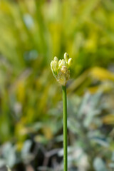 African Lily flower buds