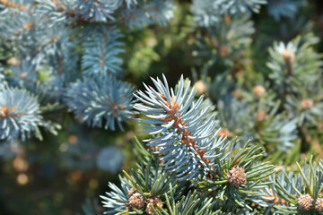Dwarf Colorado blue spruce branch