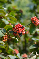 Fototapeta premium Wayfaring tree branch with fruit