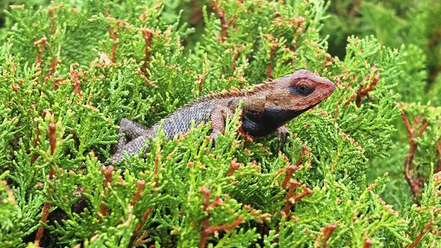 Single chameleon sitting in bush