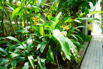 ヘリコニア　heliconiaceae 京都府立植物園