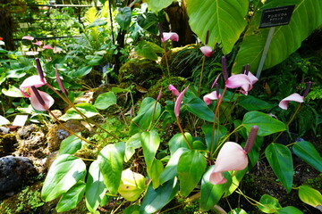 アンスリウム　anthurium　京都府立植物園