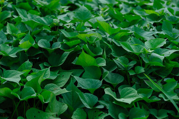 Growing organic sweet potatoes. Organic farming