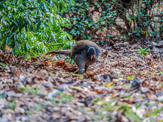 Lyre Bird Head Down Foraging