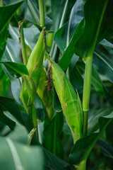 maize crop in growth at farm