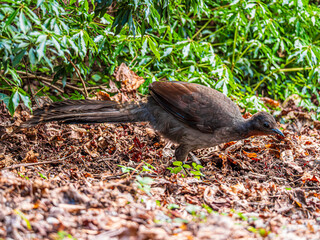 Lyre Bird Stands Side On