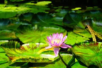 蓮　lotus nympha　京都府立植物園