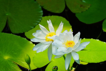 蓮　lotus nympha　京都府立植物園