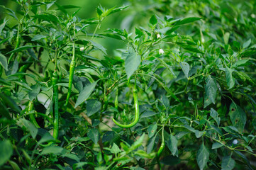 Green chilli pepper plants in growth at vegetable garden