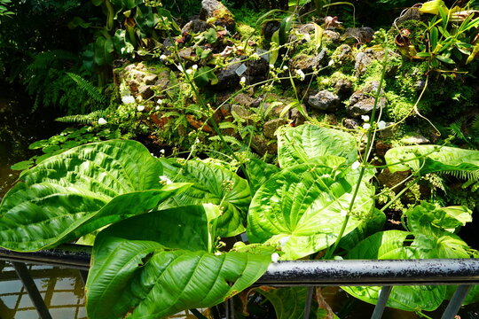 エキノドルス　Echinodorus macrophyllus 京都府立植物園