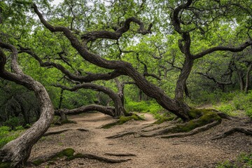 Fototapeta premium Austin Trees. Intertwined Forest of Nature with Twisting Branches and Moss on Greenbelt Trail