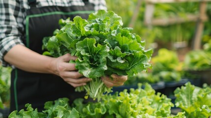 Concept of agricultural business. Farmer harvesting fresh hydroponic vegetable in greenhouse garden. Holding fresh harvest of vegetables in greenhouse.,
