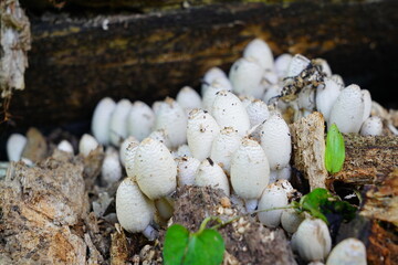 京都府立植物園
