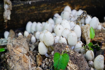 京都府立植物園