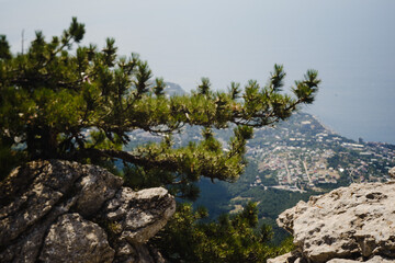 pine tree in the mountains