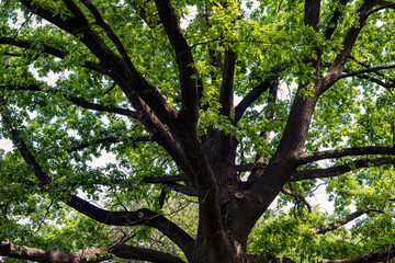 Obraz premium Oak tree with trunk , many branches and leaves in sunny summer day
