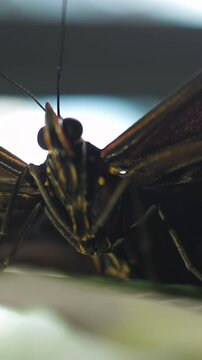 Butterfly sitting on a green leaf. Frame. Macro of batterfly