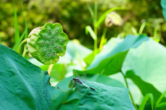 蓮　lotus nympha　京都府立植物園