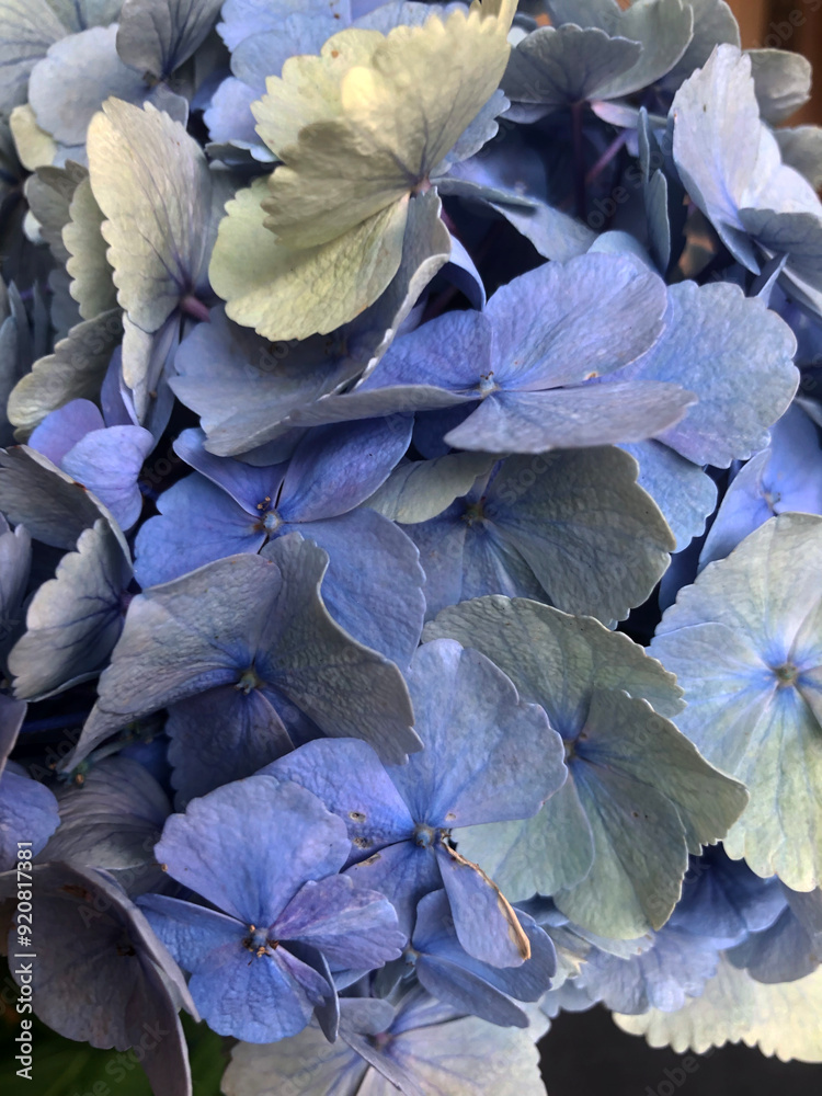 Canvas Prints Flower detail of a hydrangea. Hortensia.