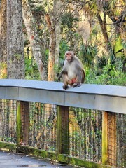 Primate Plant Botany Fence Rhesus macaque Fawn