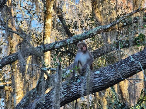 Primate Twig Trunk Wood Beak Terrestrial animal