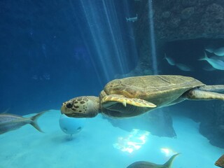 Water Vertebrate Nature Hawksbill sea turtle Loggerhead sea turtle Fluid