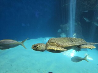 Water Vertebrate Reptile Hawksbill sea turtle Underwater Organism