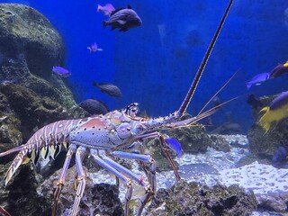 Water Blue Arthropod Underwater Fluid Organism