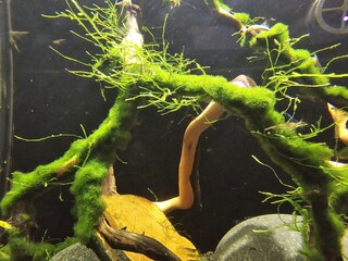 Plant Branch Terrestrial plant Vegetation Aquatic plant Underwater