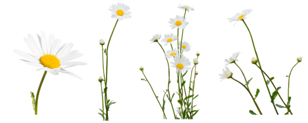 Daisies bundles and solitary flower isolated on a transparent background