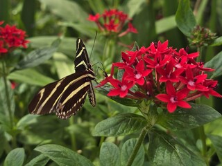 Flower Plant Pollinator Insect Butterfly Arthropod