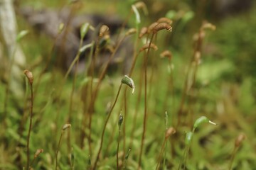 Plant Flower Terrestrial plant Herbaceous plant Grass Flowering plant