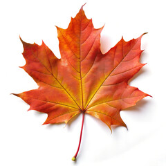Fototapeta premium Vibrant Autumn Maple Leaf Isolated on White Background
