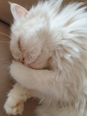 cat, kitten, animal, pet, white, feline, domestic, fur, kitty, cute, pets, mammal, adorable, portrait, eyes, fluffy, animals, baby, isolated, young, breed, beautiful, blue, persian mix