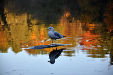 Autumn reflections of a bird on a rock in the pond, Quebec, Canada