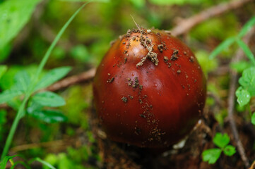 Amanita caesarea, orange mushroom edible in forest of China