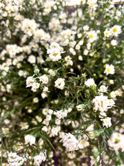 food mobile phone app flower display abstract textured screen sale meal internet wall fashion photo