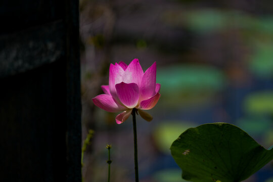 Pink lotus flower in the pool.