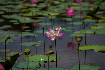 Pink lotus flower in the pool.