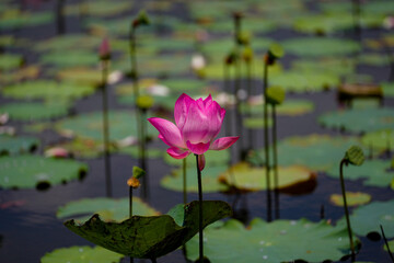 Pink Lotus flower